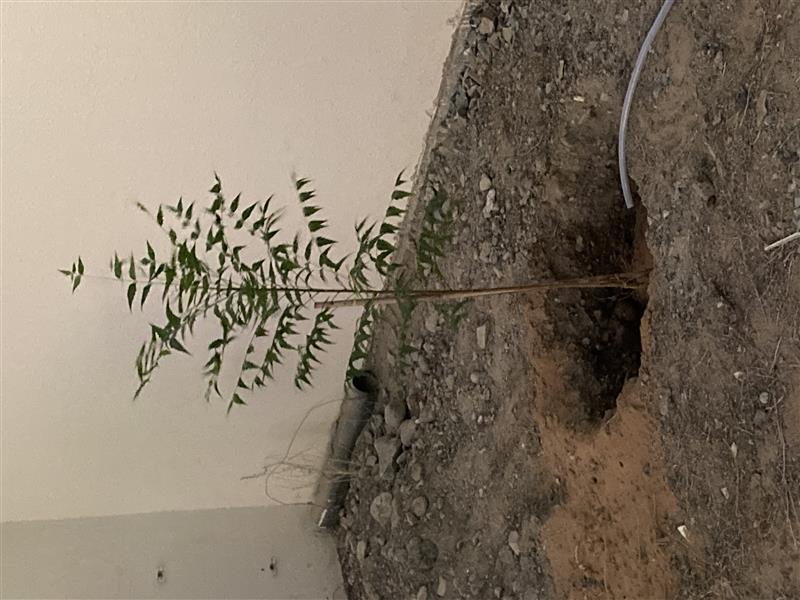 04.12.2021 Planting Neem Tree in Fujairah Church compound